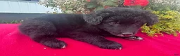 Mixed Breed dogs for sale: Rosa  - Ad 3