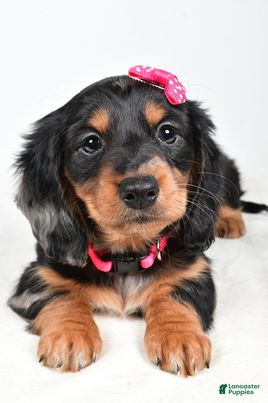 Miniature Dachshund dogs for sale: Karma - Ad 3