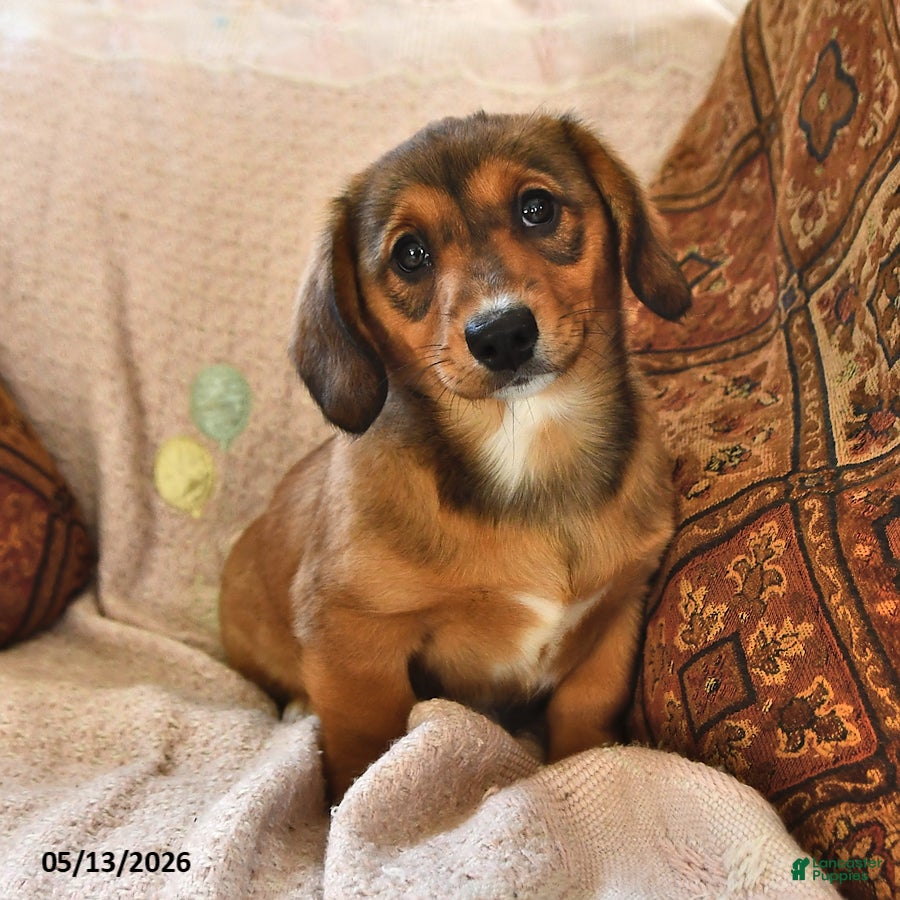 Miniature Dachshund dogs Paisley - Ad 1