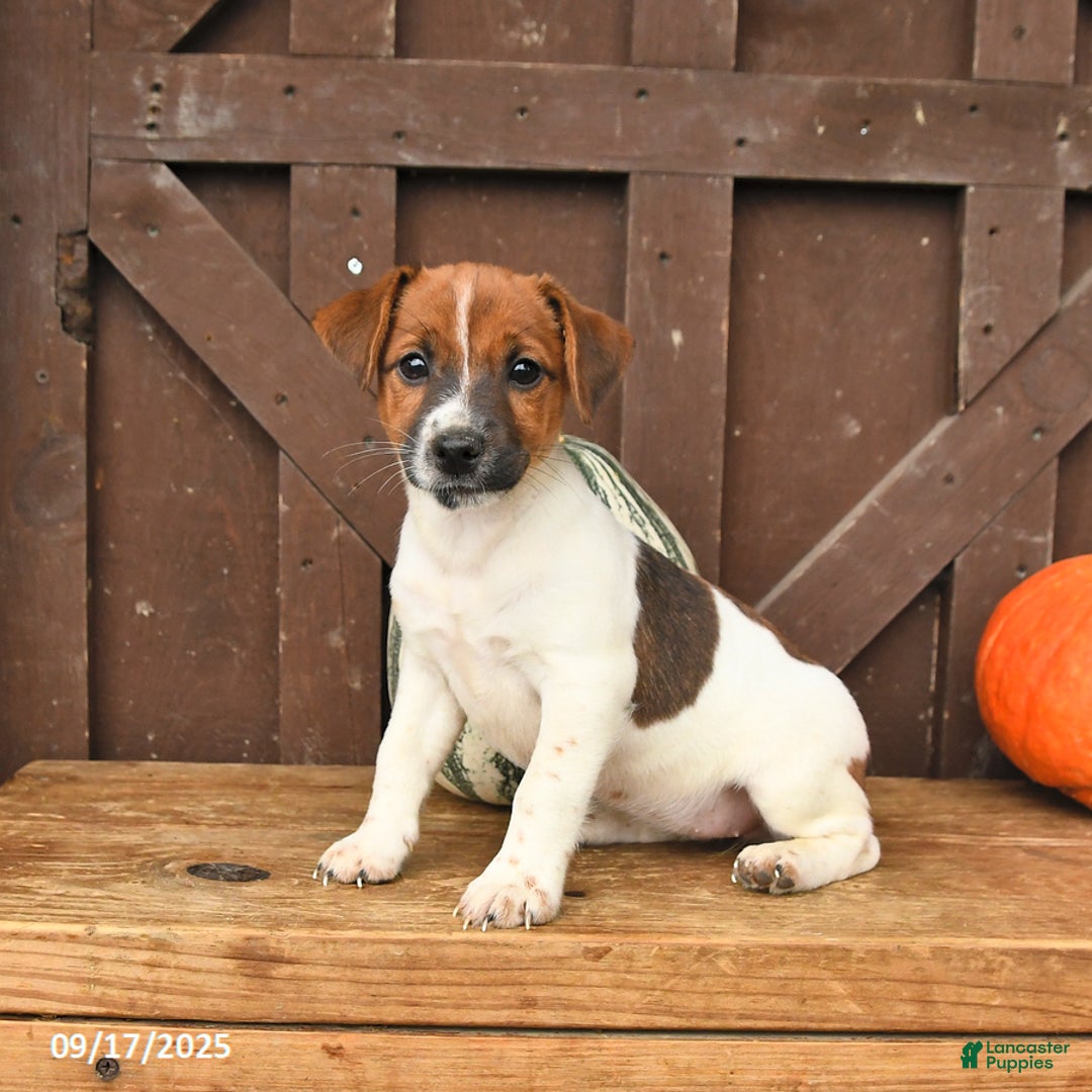 Jack Russell Terrier dogs for sale: Sarah - Ad 7