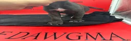 Cane Corso dogs for sale: Zena - Ad 2
