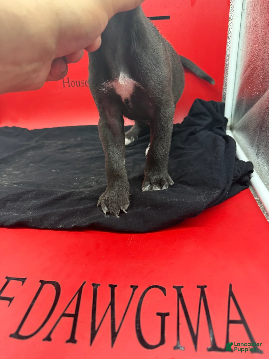 Cane Corso dogs for sale: Zena - Ad 2