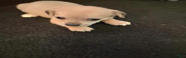 Chihuahua 2