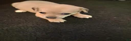 Chihuahua dogs for sale: Chihuahua 2 - Ad 1