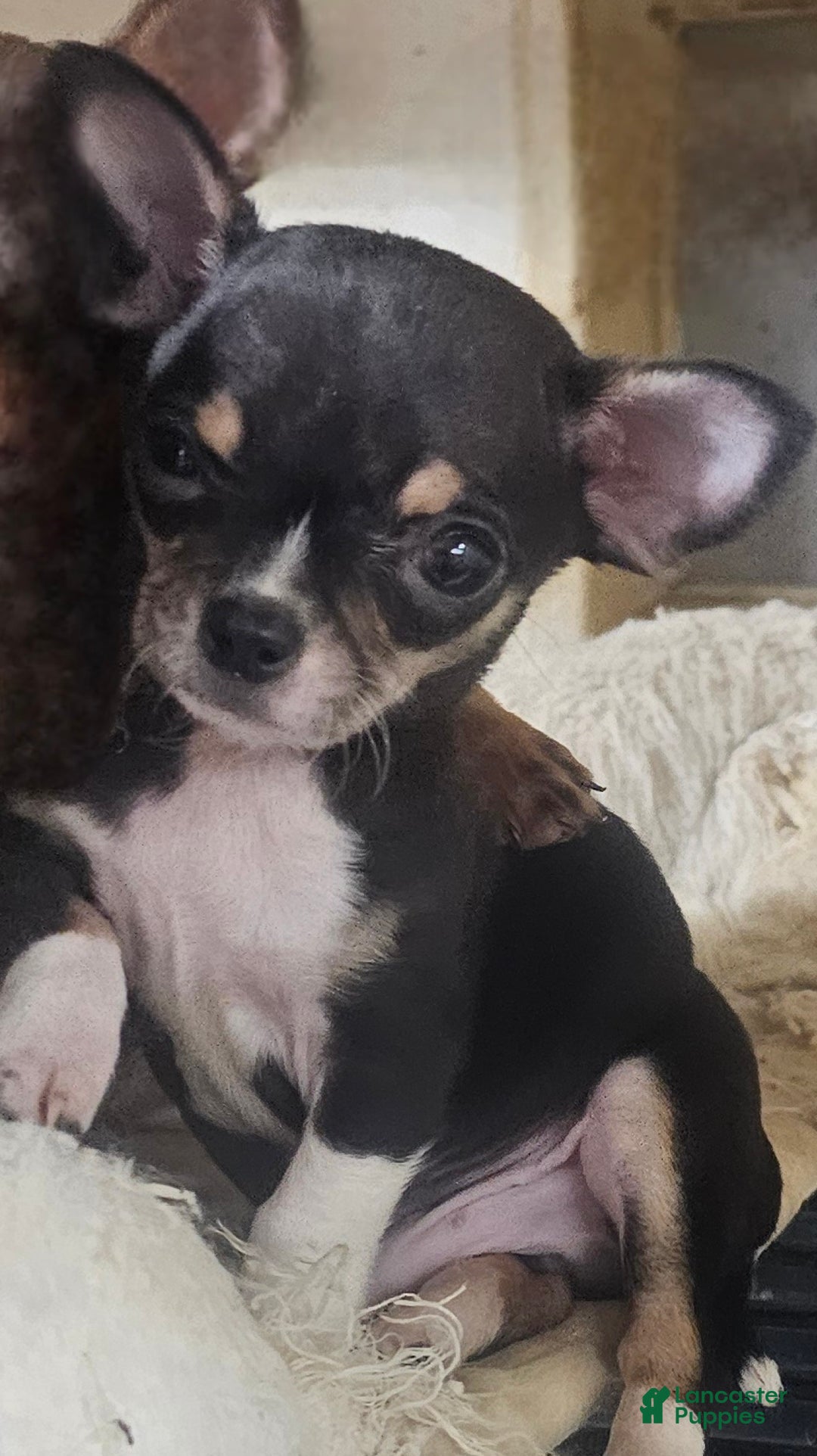 Chihuahua dogs for sale: Biff - Ad 3