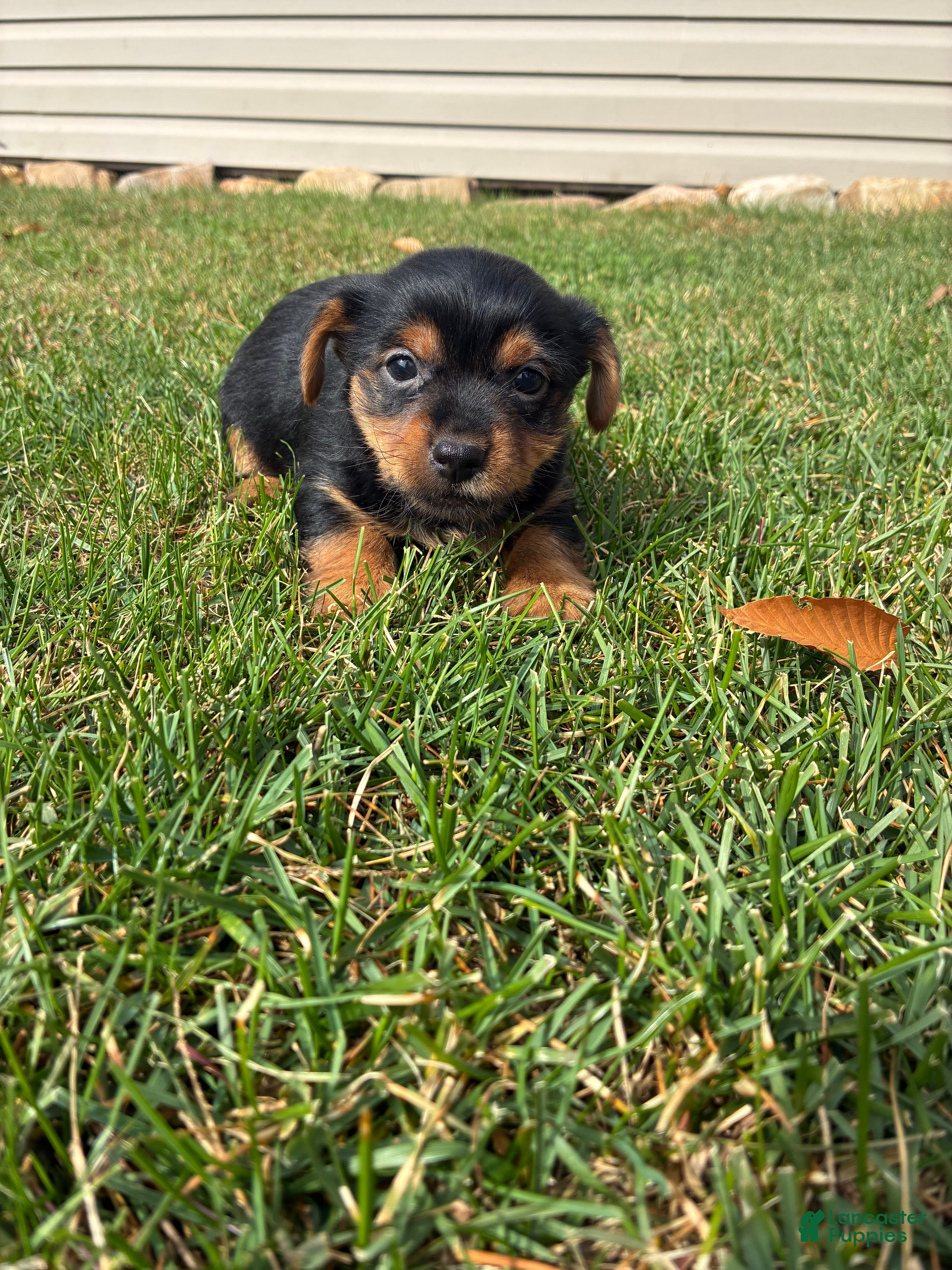 Yorkshire Terrier dogs Benny - Ad 1