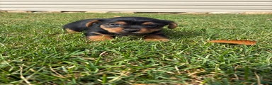 Benny