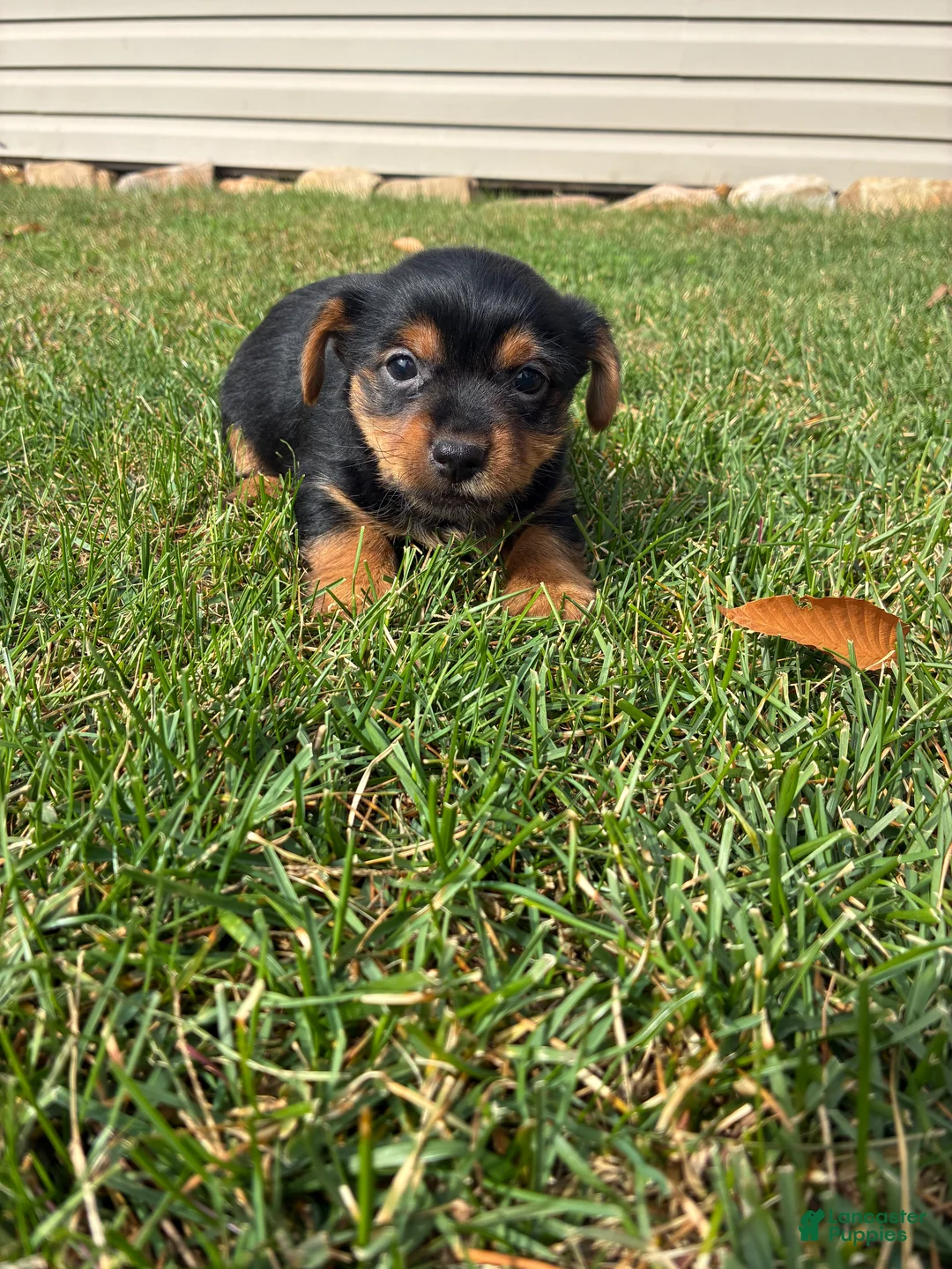 Yorkshire Terrier dogs for sale: Benny - Ad 1