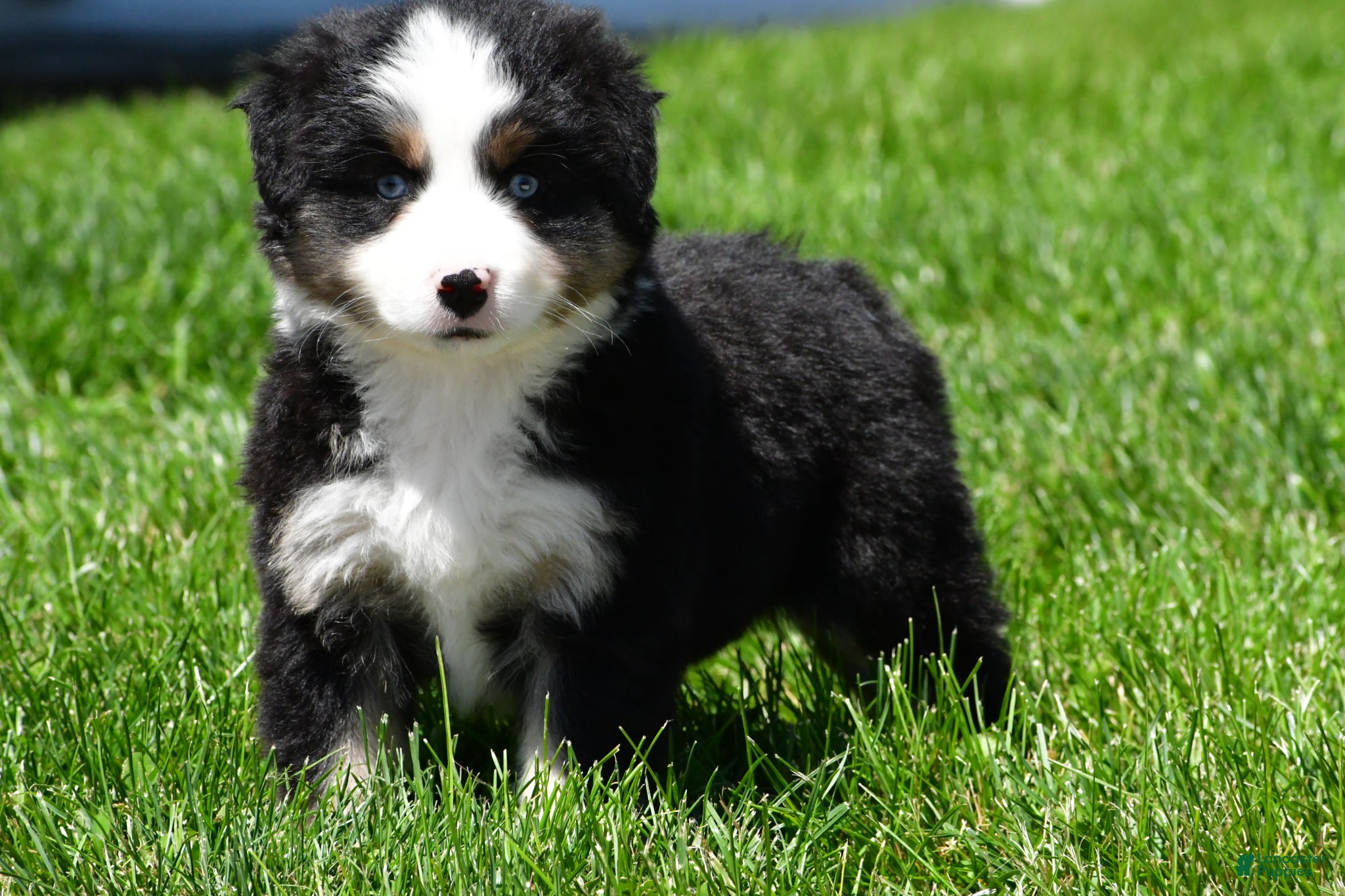Miniature Australian Shepherd dogs for sale: Connie - Ad 3