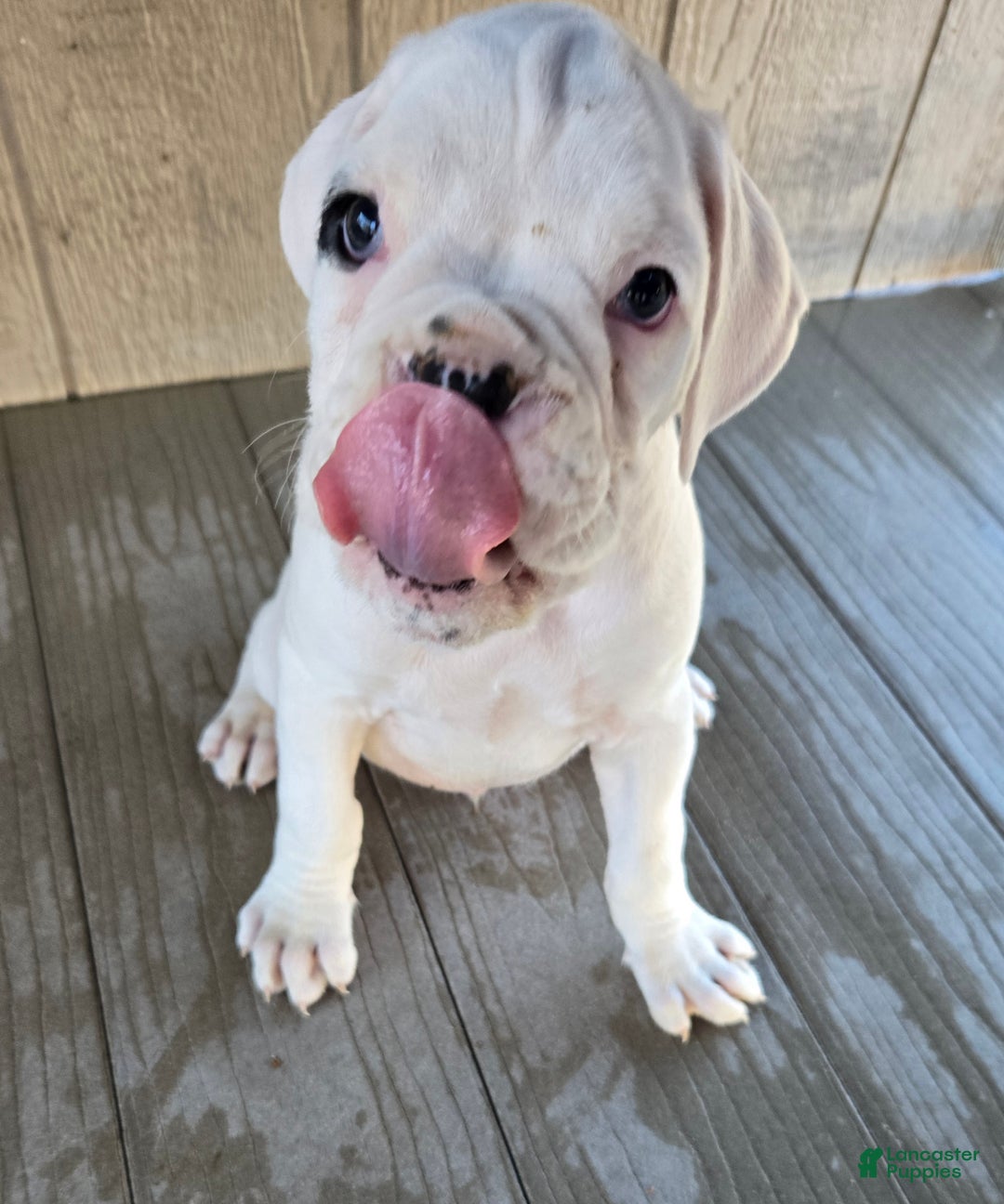 Boxer dogs for sale: Jack - Ad 3