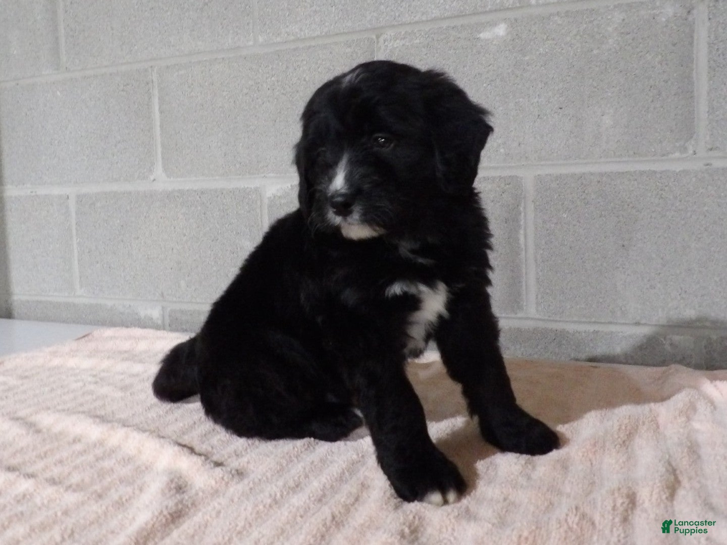 Bernedoodle dogs Tommy - Ad 2