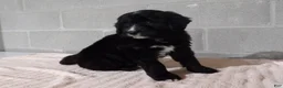 Bernedoodle dogs for sale: Tommy - Ad 2