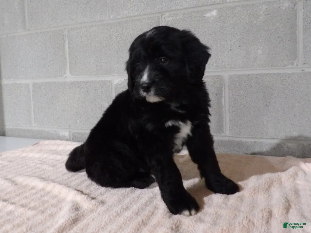 Bernedoodle dogs for sale: Tommy - Ad 2