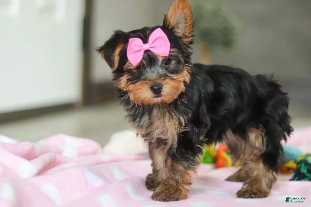 Yorkshire Terrier dogs for sale: Bella - Ad 6