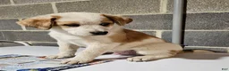Mixed Breed dogs for sale: Harley - Ad 10