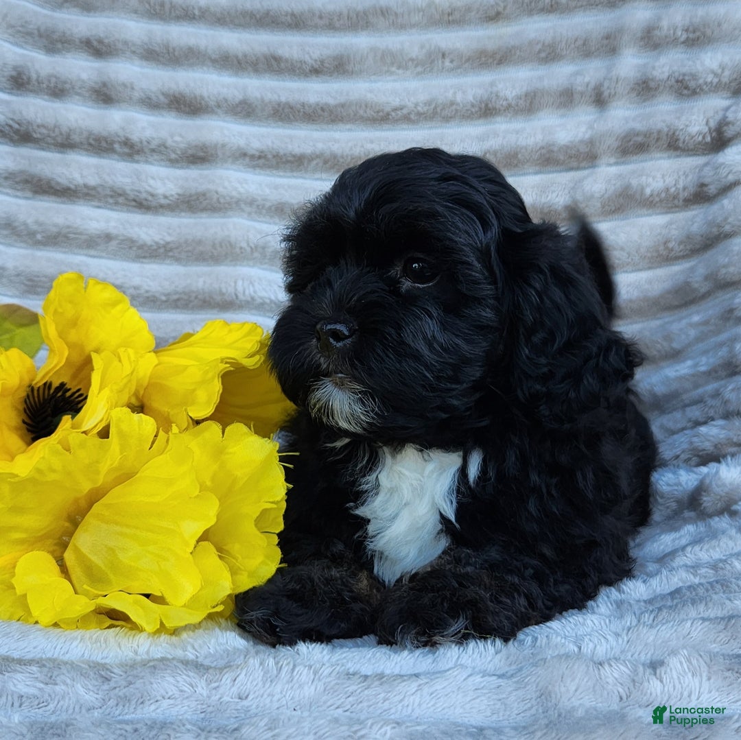 Shihpoo dogs for sale: Dallas - Ad 5