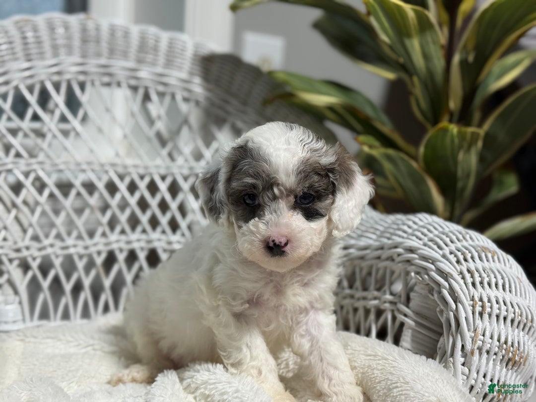 Bichpoo dogs for sale: Franklin - Ad 4