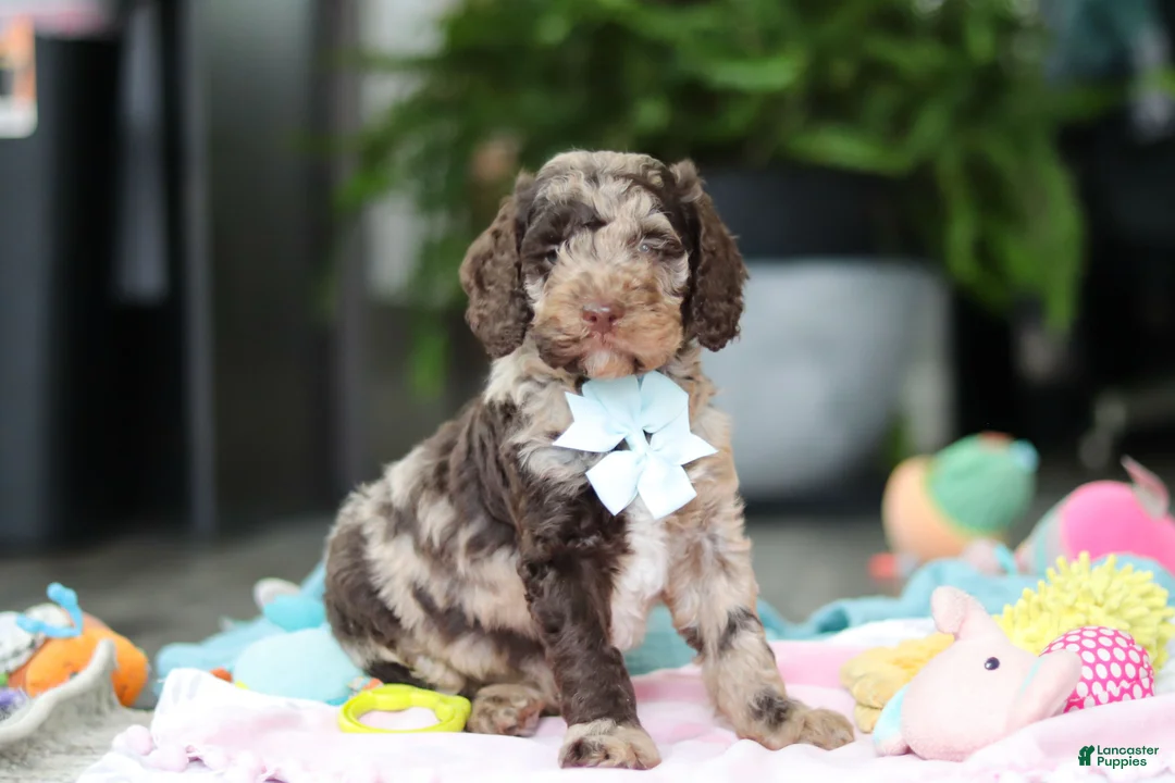 Goldendoodle dogs for sale: Buster - Ad 1