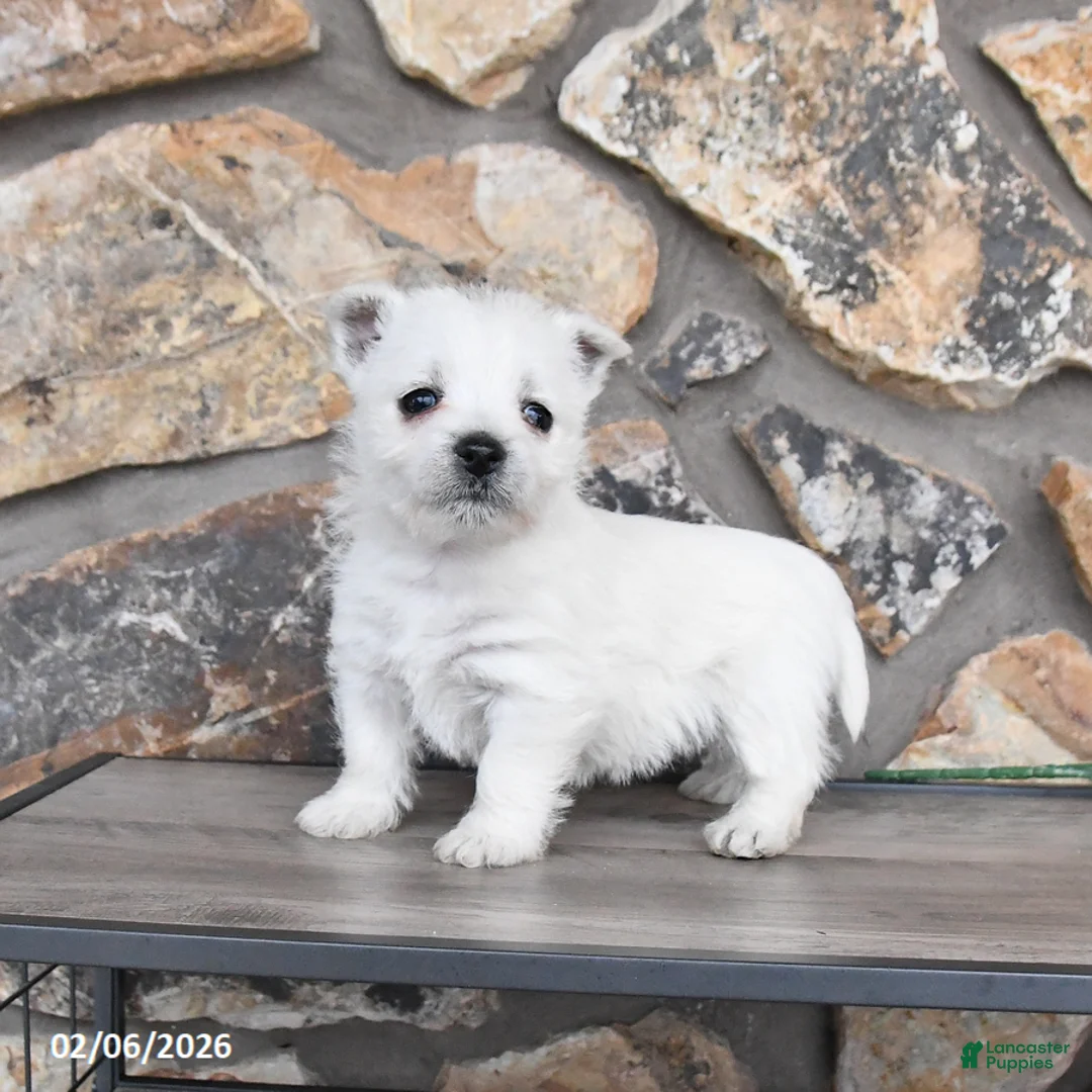 West Highland Terrier dogs for sale: Tonya - Ad 2