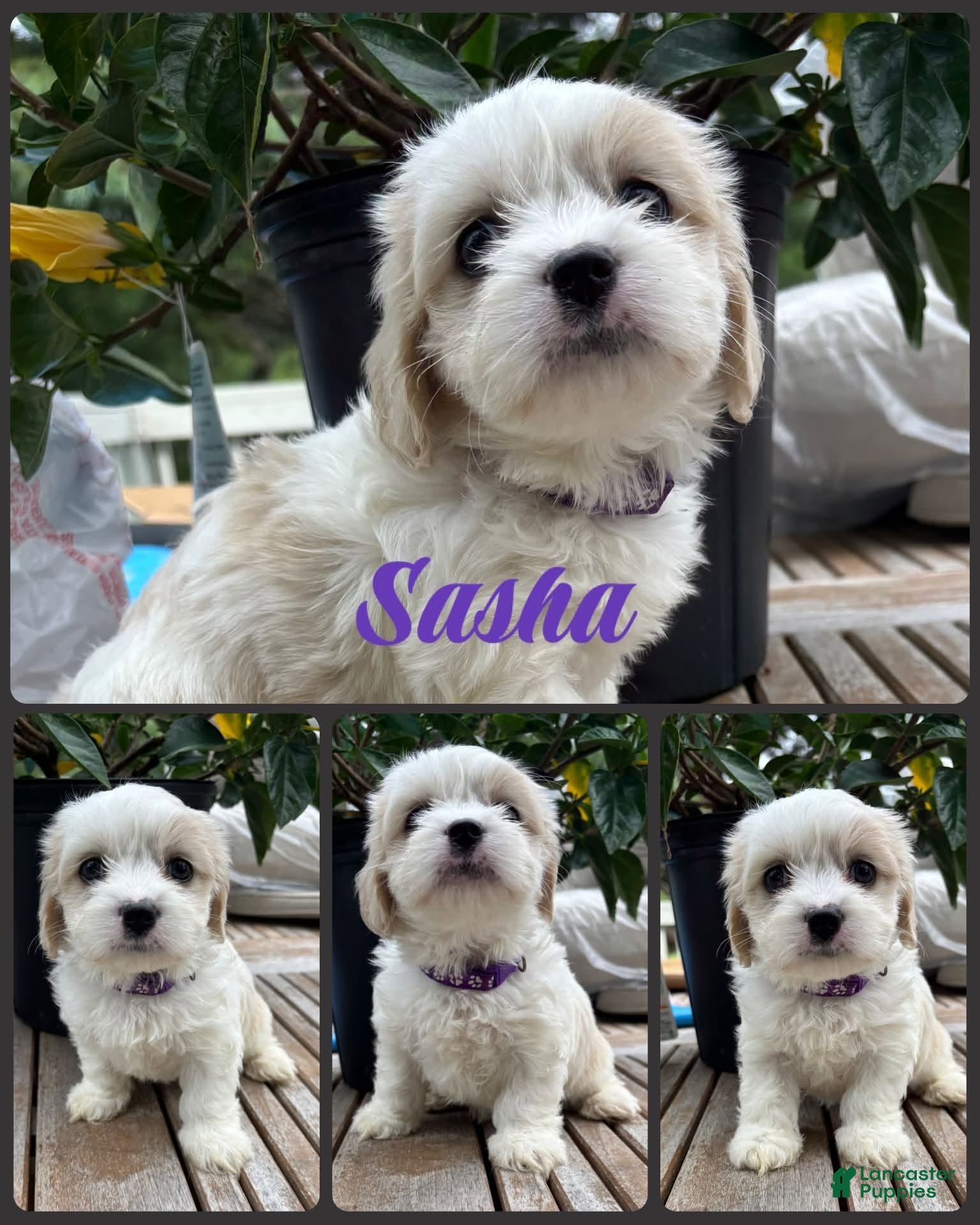 Mixed Breed dogs Sasha - Ad 2