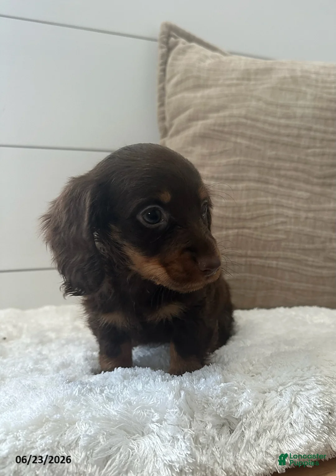 Miniature Dachshund dogs for sale: Peanut - Ad 2