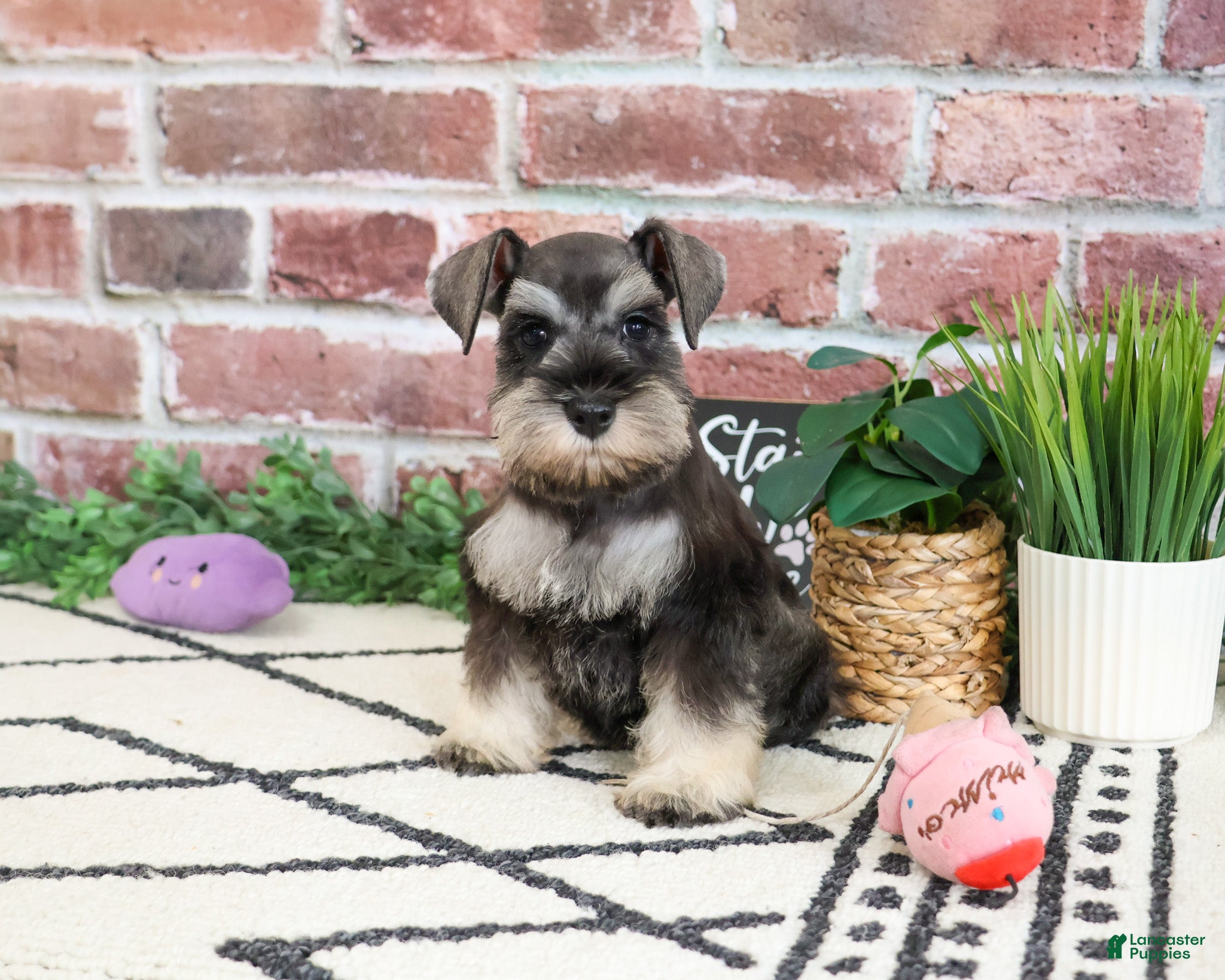 Miniature Schnauzer dogs Taylor - Ad 38