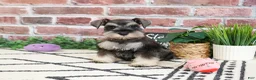 Miniature Schnauzer dogs for sale: Taylor - Ad 1
