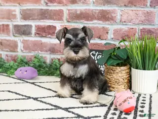 Miniature Schnauzer dogs Taylor - Ad 40