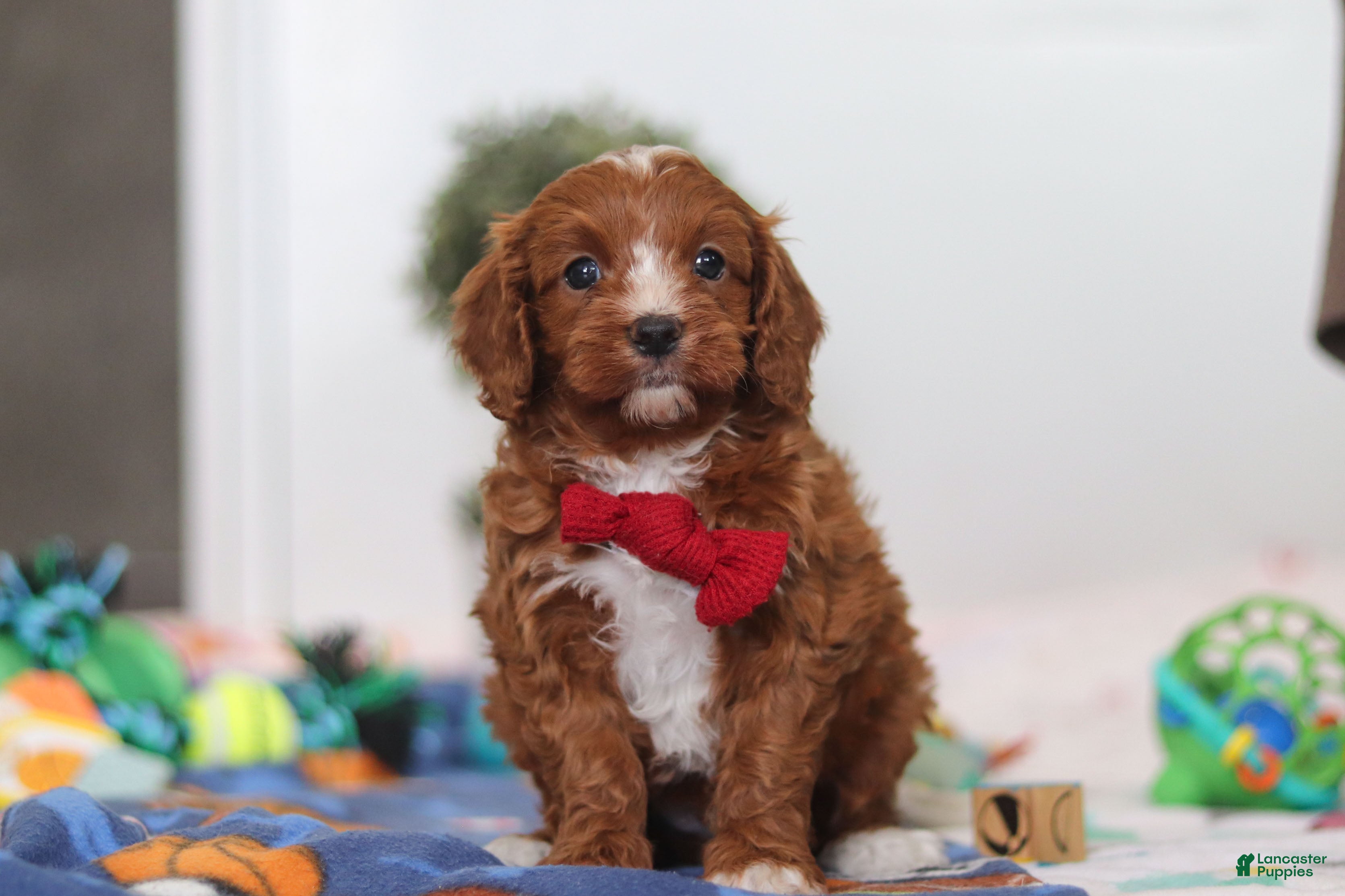 Cavapoo dogs Jaxon - Ad 2