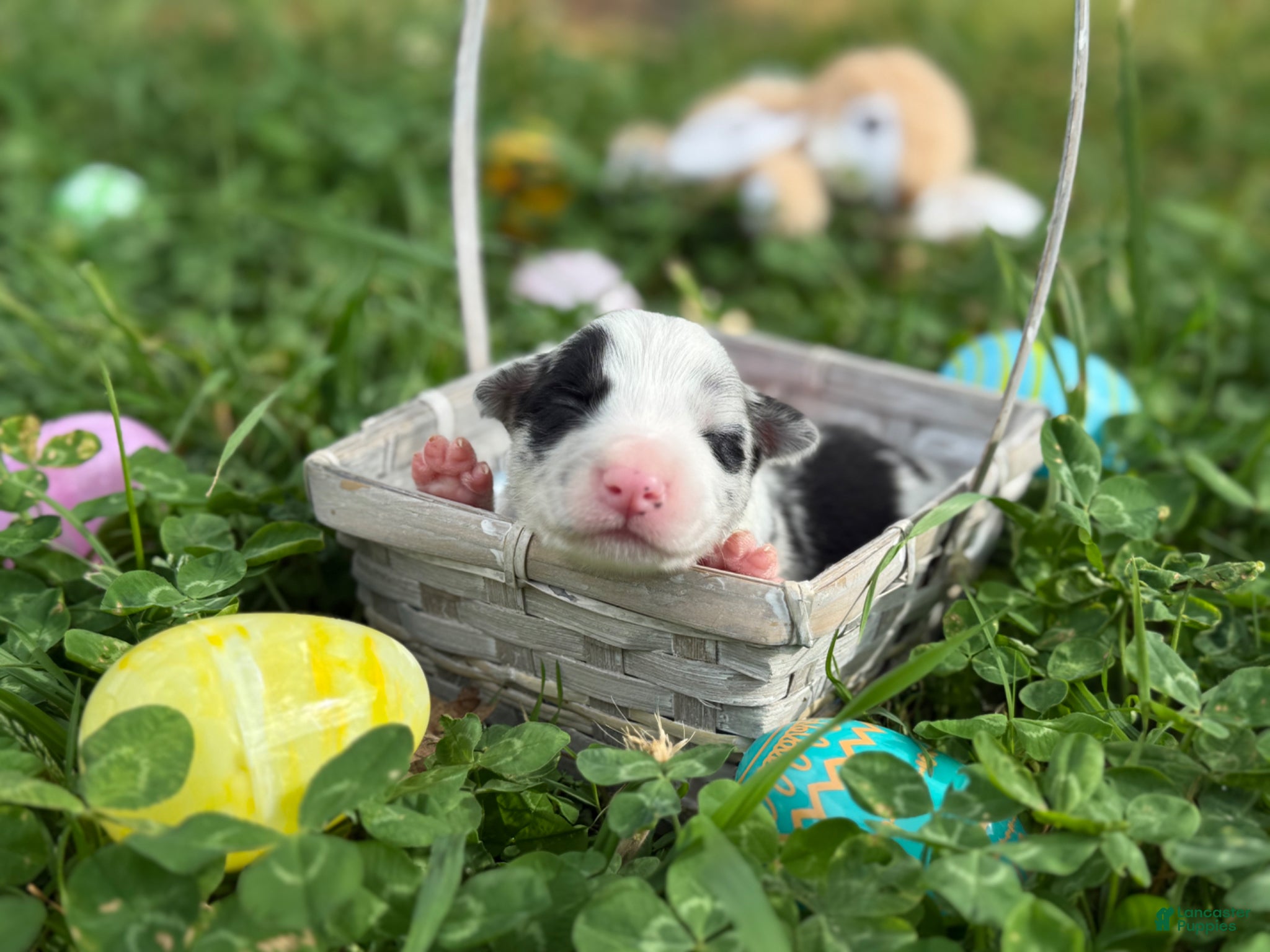 Border Collie dogs Blue Merle male - Ad 11