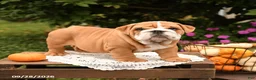 English Bulldog dogs for sale: Frankie - Ad 3