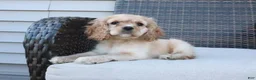 Cocker Spaniel dogs for sale: Autumn - Ad 7