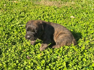 English Mastiff dogs - Ad 3