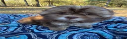 Shih Tzu dogs for sale: Bowser - Ad 5