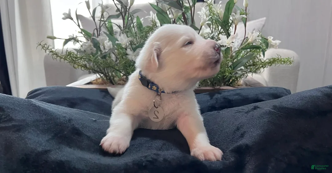 Great Pyrenees dogs for sale: Cedar - Ad 1