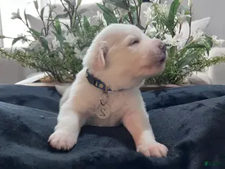 Great Pyrenees dogs for sale: Cedar - Ad 1