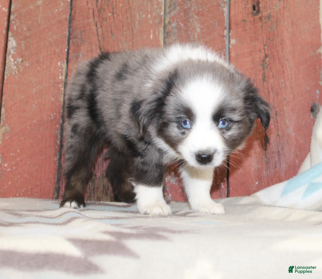 Miniature Australian Shepherd dogs for sale: Miniature Australian Shepherd 5 - Ad 2