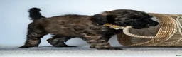 Goldendoodle dogs for sale: Ms. Cappuccino - Chocolate Phantom Merle Goldendoodle - Ad 3