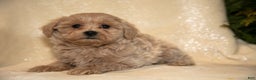 Bichpoo dogs for sale: Roxanne - Ad 1