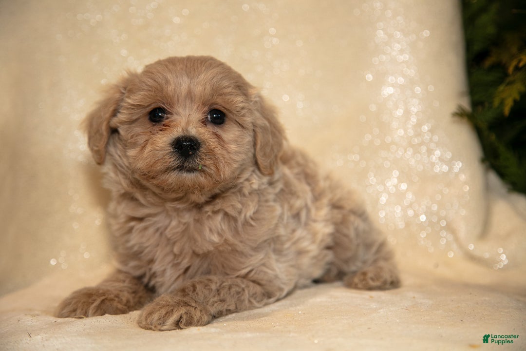Bichpoo dogs for sale: Roxanne - Ad 1