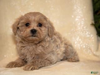 Bichpoo dogs Roxanne - Ad 33