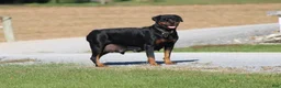Rottweiler dogs for sale: Chanse - Ad 5