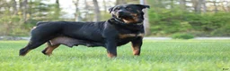 Rottweiler dogs for sale: Rottweiler Puppy 2 - Ad 5