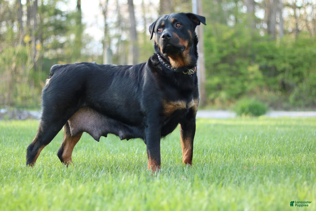 Rottweiler dogs for sale: Rottweiler Puppy 2 - Ad 5