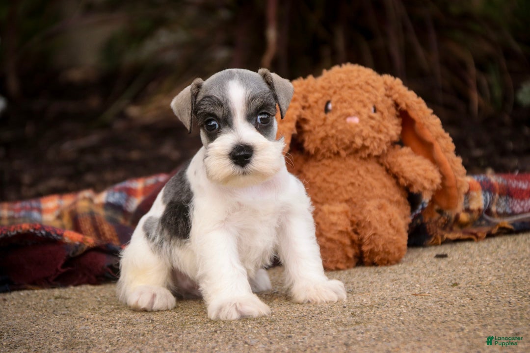Miniature Schnauzer dogs Beauregard Miniature Schnauzer - Ad 1