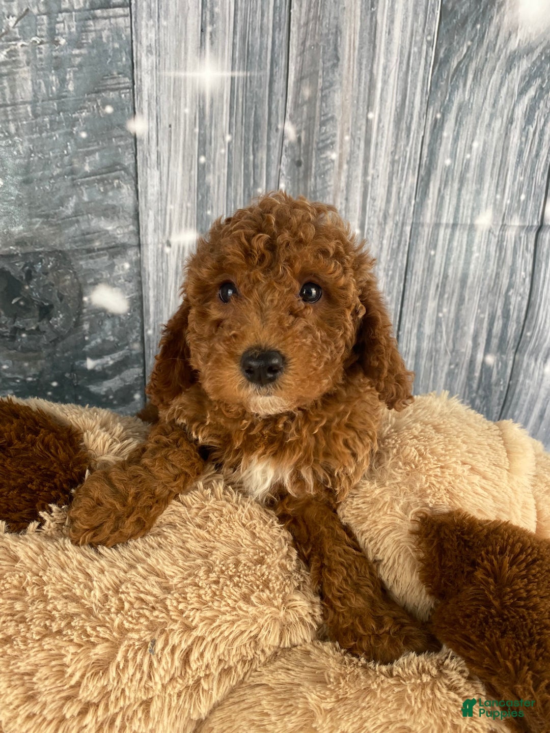 Miniature Poodle dogs for sale: Bruno - Ad 3