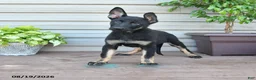 German Shepherd dogs for sale: Fable - Ad 3