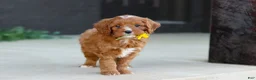 Cavapoo dogs for sale: Mr. Bentley - Ad 7