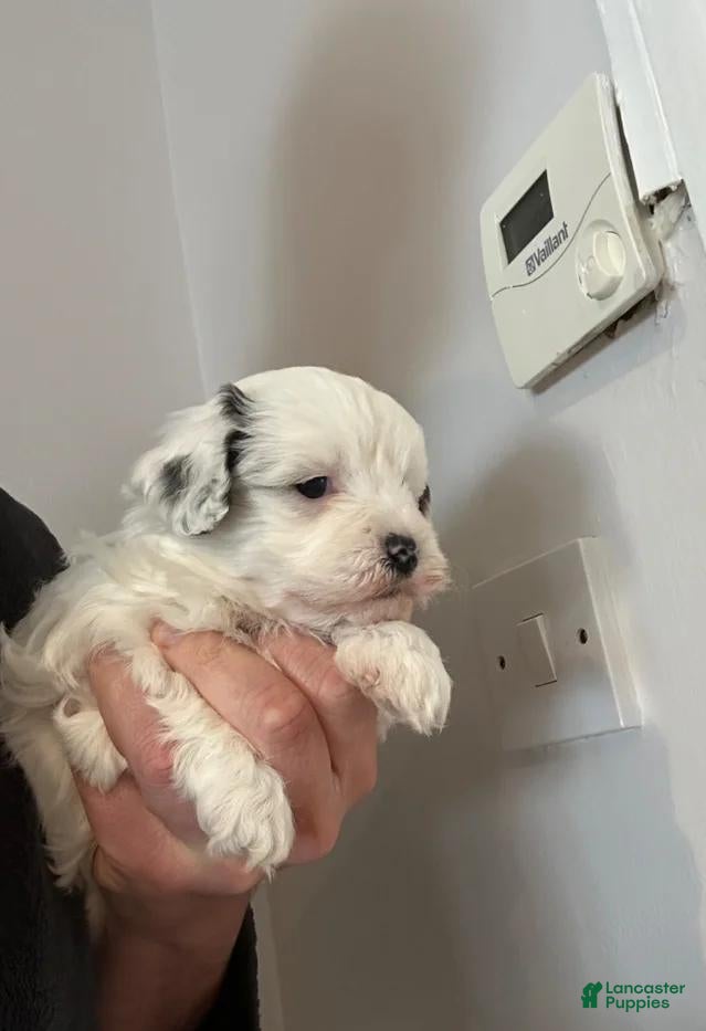 Maltipoo dogs Rosa - Ad 19