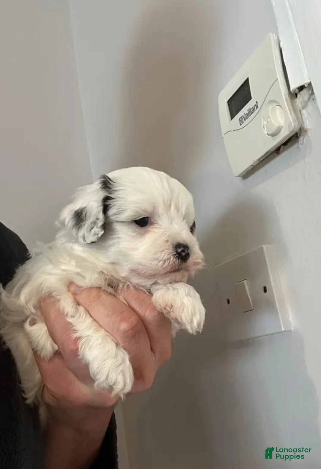 Maltipoo dogs for sale: Rosa - Ad 1